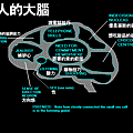 女人的大腦.gif