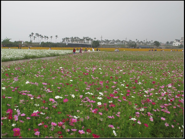 花海.jpg