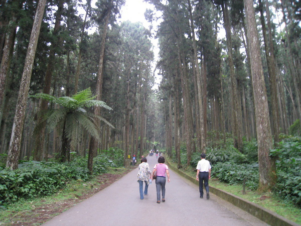 溪頭坡道