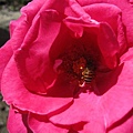 一隻蜜蜂在玫瑰花裡面大快朵頤