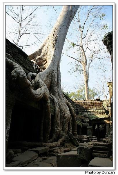 塔普倫寺-古樹與遺址..