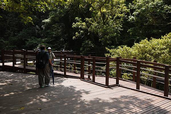 這個木棧平台就在大樹底下，非常陰涼宜人