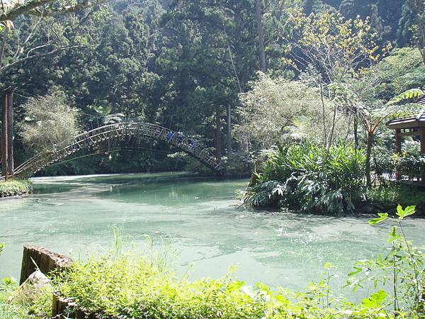 優雅的大學池中有孟宗竹作成的拱橋。.JPG