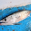 IMG_8985.jpg