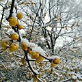 雪景