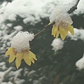 雪景