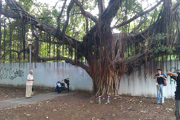 從頭到尾在旁做體操的老伯與樹 從頭到尾在旁做體操的老伯與樹