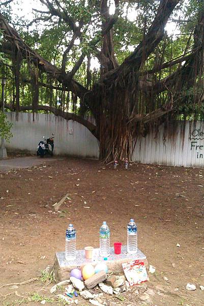 老樹與瓶子 老樹與瓶子