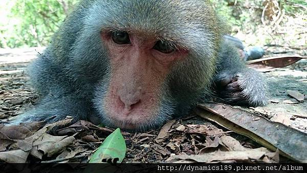 躺路上賣萌 躺路上賣萌