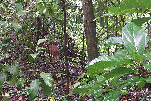 IMAG1451_山羌.jpg IMAG1451_山羌.jpg