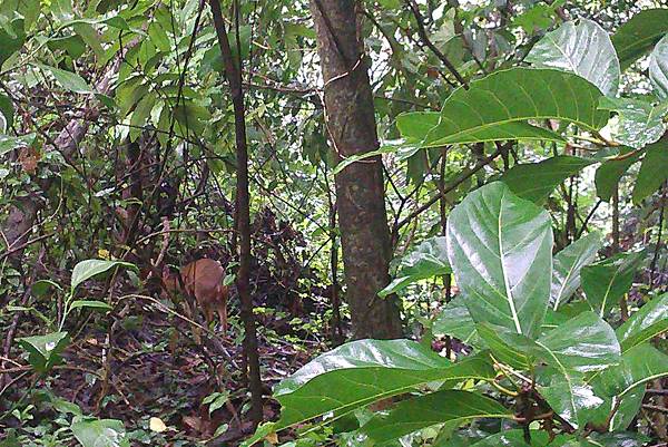 IMAG1452_山羌2.jpg IMAG1452_山羌2.jpg