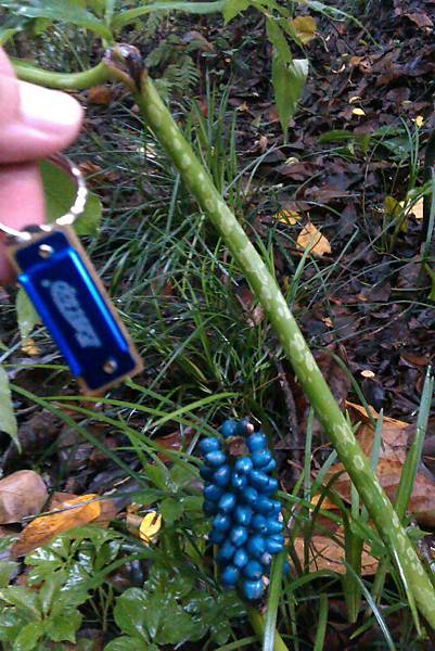 台灣魔芋果實與小口琴 台灣魔芋果實與小口琴