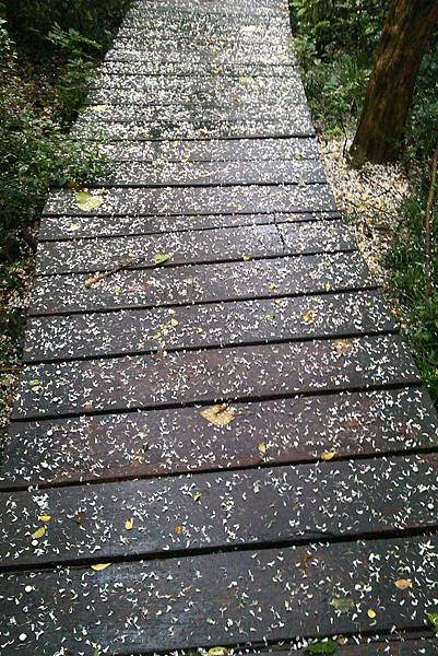 滿地的七里香,香氣四溢的登山道 滿地的七里香,香氣四溢的登山道