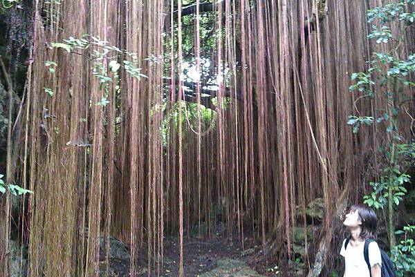 仰看一廉幽夢 仰看一廉幽夢