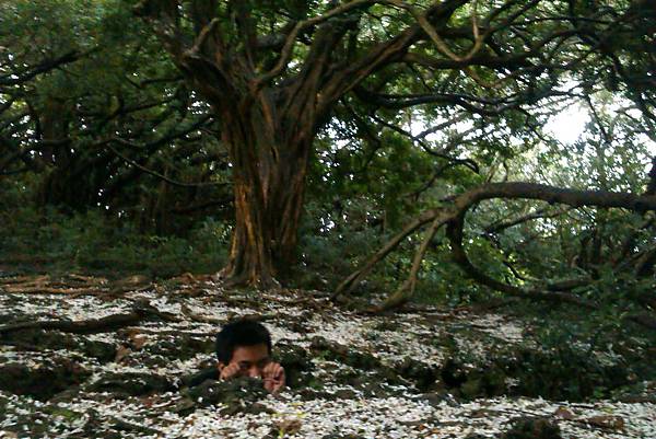 百年七里香,地鼠地鼠。