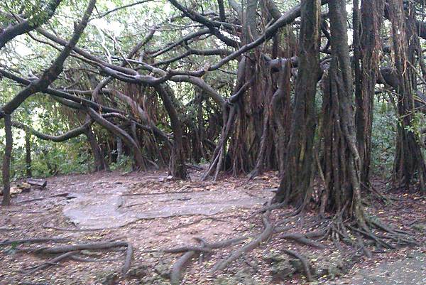 很適合拍恐怖片的森林 很適合拍恐怖片的森林