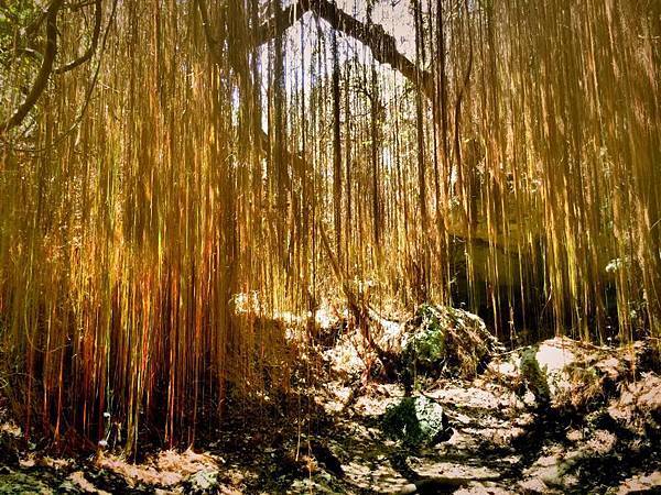 一簾幽夢,秒殺拍攝2。 一簾幽夢,秒殺拍攝2。