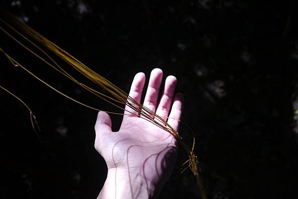 景屏藤1 景屏藤1