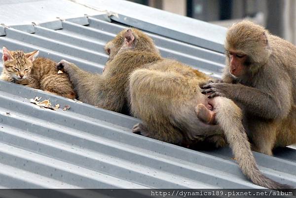 破四弟理貓毛 破四弟理貓毛