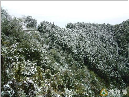 林務局_藤枝3.JPG 林務局_藤枝3.JPG