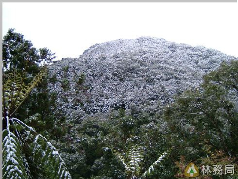 林務局_藤枝4.JPG 林務局_藤枝4.JPG