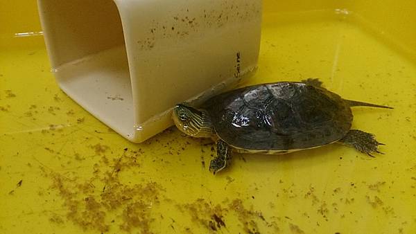 【捐血未遂】事件