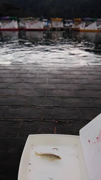 P_20161214_111452_一隻笨鯉魚在岸邊啪搭啪搭+.jpg P_20161214_111452_一隻笨鯉魚在岸邊啪搭啪搭+.jpg