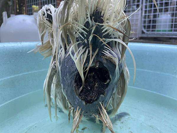 九斤屁股.jpg 九斤屁股.jpg