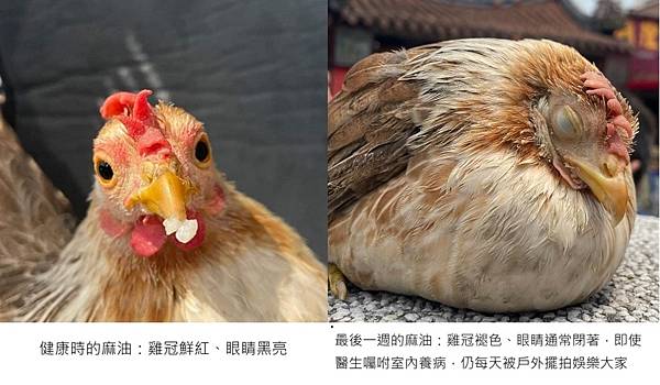 麻油過世-健康對比圖.jpg 麻油過世-健康對比圖.jpg