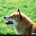 Shiba_Inu_dog_wallpaper_EA39053