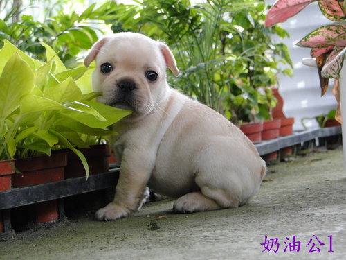 法國鬥牛犬~奶油公幼犬1