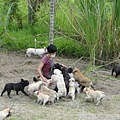 法囯鬥牛犬~一群毛小孩的天堂