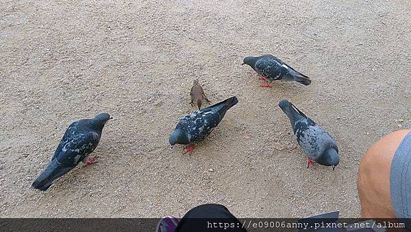 2019-08-22 勒內·維維亞尼廣場公園看聖母院 (4).jpg