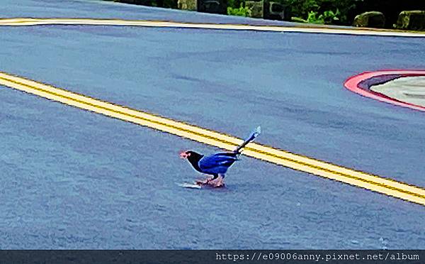 11206甜蜜CD家去七星山小百岳.七星東峰和主峰 (5).jpg 11206甜蜜CD家去七星山小百岳.七星東峰和主峰 (5).jpg