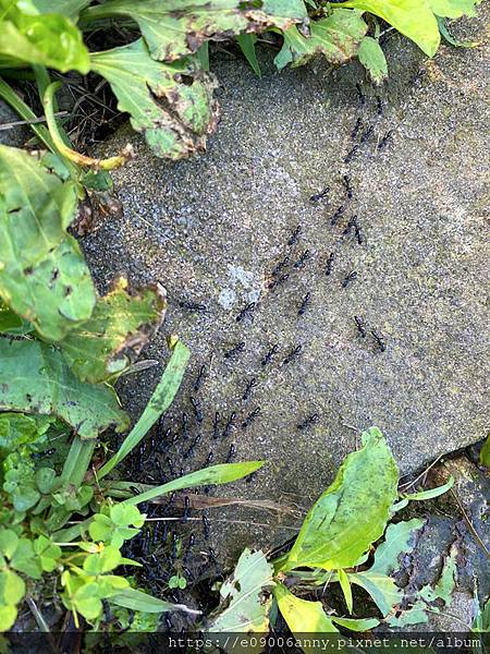 11206甜蜜CD家去七星山小百岳.七星東峰和主峰 (23).jpg 11206甜蜜CD家去七星山小百岳.七星東峰和主峰 (23).jpg