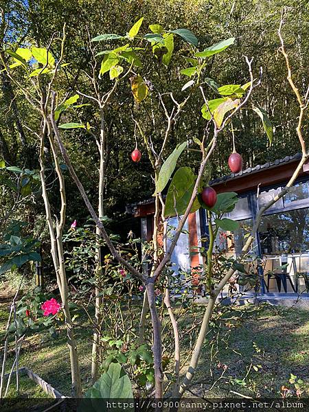 甜蜜CD家到觀霧國家公園(蜜月步道+檜山巨木)遊客中心.山椒魚112 (33).jpg