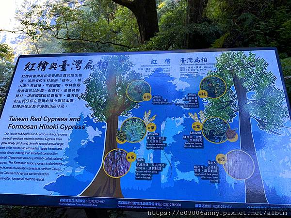 甜蜜CD家到觀霧國家公園(蜜月步道+檜山巨木)遊客中心.山椒魚112 (42).jpg