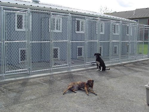 犬舍設計概念 Tim的西藏獒犬 痞客邦 犬舍設計概念 Tim的西藏獒犬 痞客邦