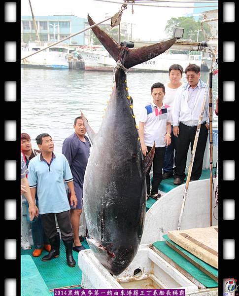 20140417-2014黑鮪魚季第一鮪由東港籍王丁春船長稱霸2