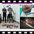 20140708-關山警分局武陵派出所破獲歷年盜採數量最多牛樟菇案