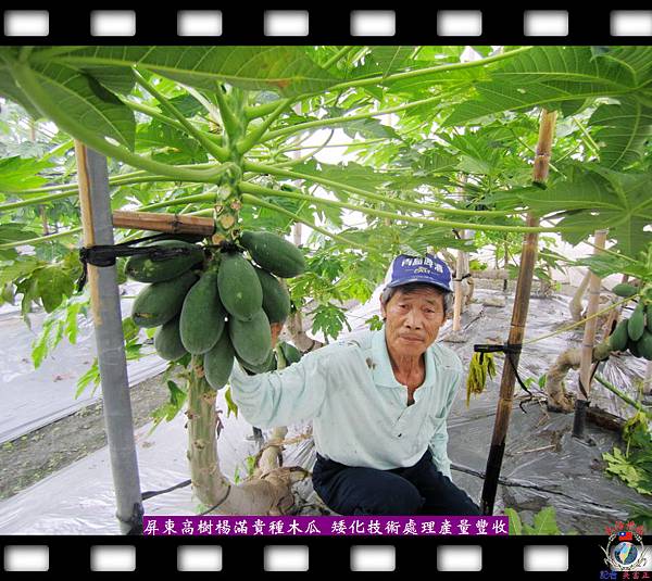 20140708-屏東高樹楊滿貴種木瓜-矮化技術處理產量豐收