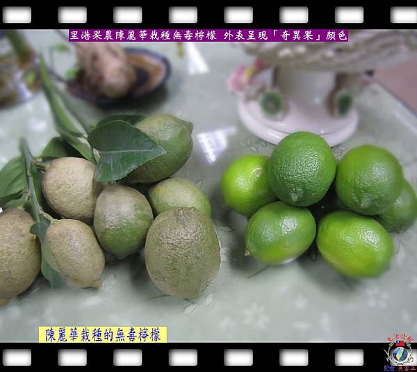 20140721-陳麗華栽種無毒檸檬-外表呈現「奇異果」顏色02