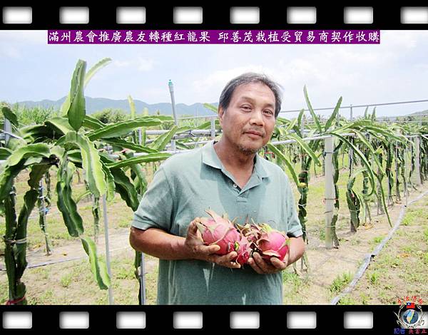 20140804-滿州農會推廣農友轉種紅龍果-邱善茂栽植受貿易商契作收購01