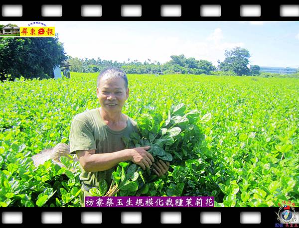 20140828-枋寮蔡玉生規模化栽種茉莉花第一人02 20140828-枋寮蔡玉生規模化栽種茉莉花第一人02
