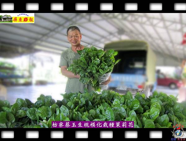 20140828-枋寮蔡玉生規模化栽種茉莉花第一人01 20140828-枋寮蔡玉生規模化栽種茉莉花第一人01
