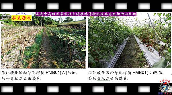 20140828-農委會高雄區農業改良場移轉作物絕症病害生物防治技術01 20140828-農委會高雄區農業改良場移轉作物絕症病害生物防治技術01
