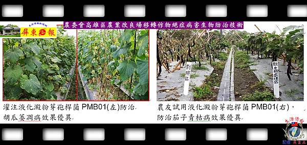20140828-農委會高雄區農業改良場移轉作物絕症病害生物防治技術02 20140828-農委會高雄區農業改良場移轉作物絕症病害生物防治技術02