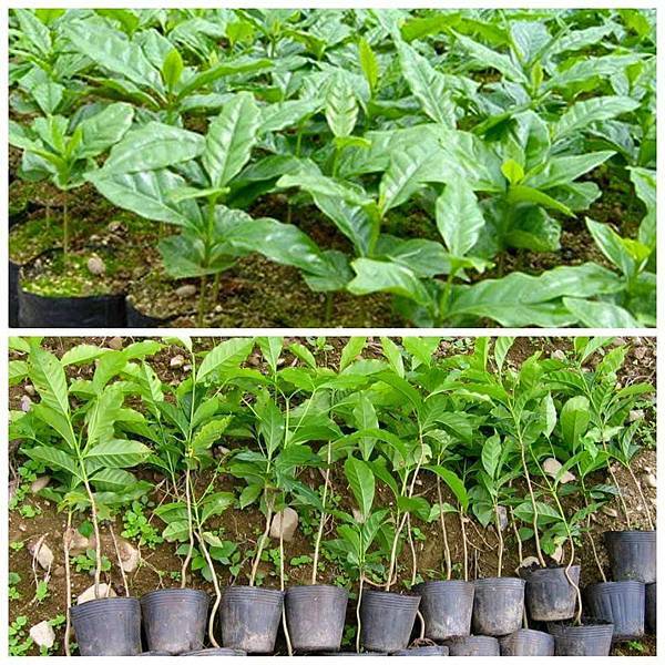 11113617_386962731506723_5293562754670736030_n.jpg 11113617_386962731506723_5293562754670736030_n.jpg