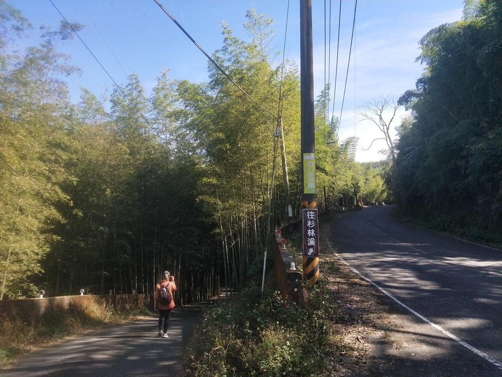 007南投竹山大鞍 孟宗竹蔭隧道.jpg