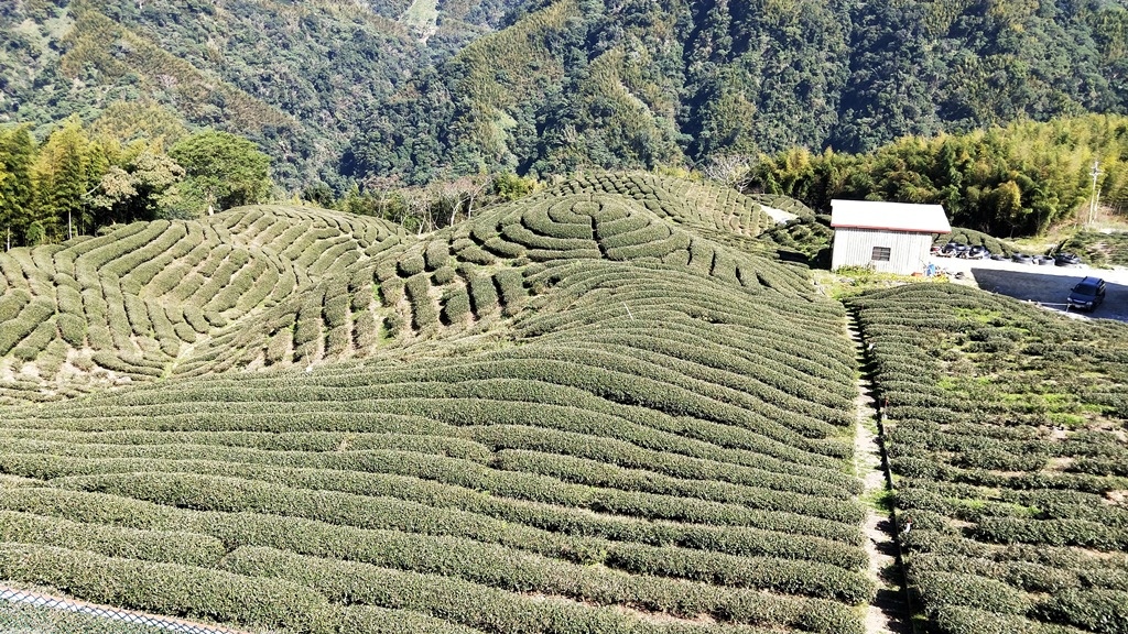 034南投竹山 八卦茶園(雍富)